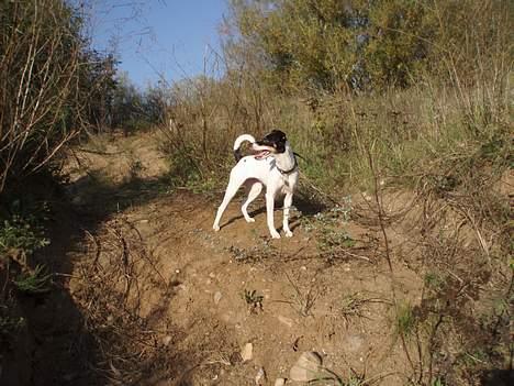 Dansk svensk gaardhund Freja billede 3