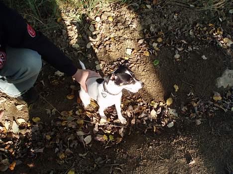 Dansk svensk gaardhund Freja billede 4