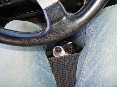 Dansk svensk gaardhund Freja billede 5