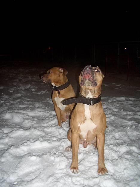 Amerikansk staffordshire terrier Tyson billede 20