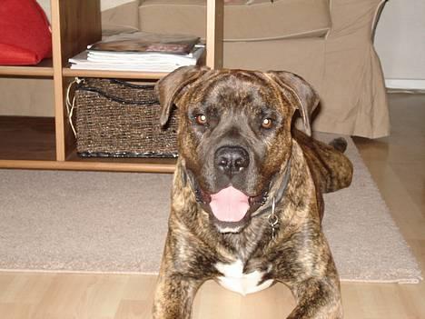 Amerikansk bulldog Buster - Pyha, det er hårdt at være stor hund i varmen.. billede 1