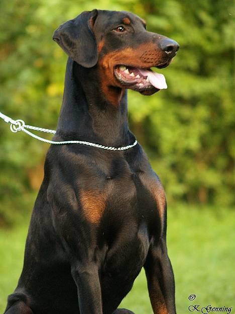 Dobermann (Genning's Excalibur)Nero - Genning´s Excalibur (Nero) billede 1
