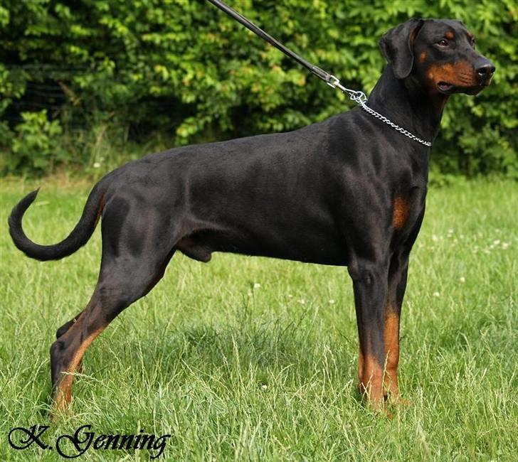 Dobermann (Genning's Excalibur)Nero - Genning´s Excalibur 3½ år juni 2007 billede 2