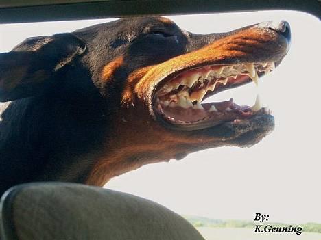 Dobermann (Genning's Excalibur)Nero -  Nero på vej til stranden, ha ha ha ha ha han ser sjov ud! billede 3