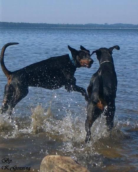 Dobermann (Genning's Excalibur)Nero - Hej Freja, skal vi løbe om kap?  billede 4