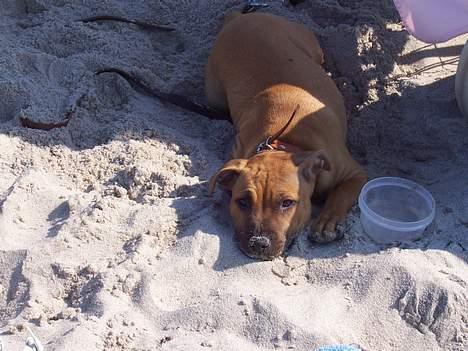 Staffordshire bull terrier Bella - ..ikke den store vandhund, men sand er meget sjovt billede 13