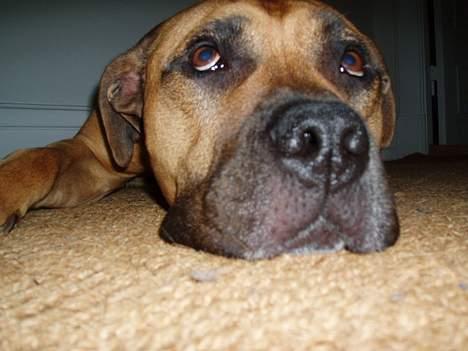 Amerikansk staffordshire terrier carlson - far, jeg ligger lige og keder mig lidt. .sker der snart noget?! billede 1