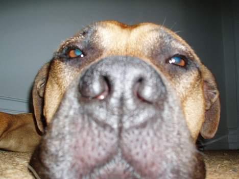 Amerikansk staffordshire terrier carlson - hmm. . hva laver du med den tingest?? billede 2