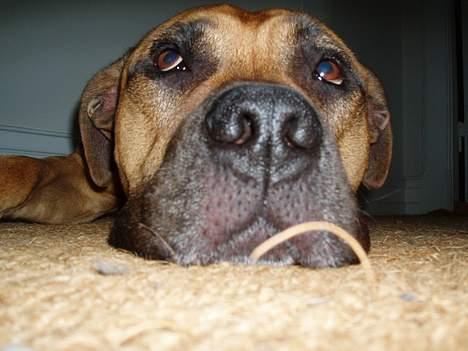 Amerikansk staffordshire terrier carlson - hva sagde du? går vi nu?? billede 3