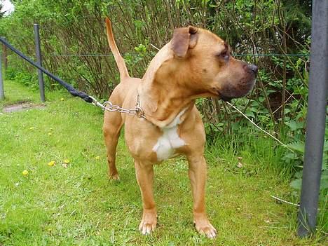 Amerikansk staffordshire terrier carlson - hva var det for en lyd?? billede 4