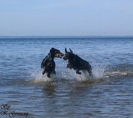 Dobermann (Genning's Excalibur)Nero - Jeg indhenter dig Nero! billede 5