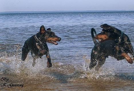 Dobermann (Genning's Excalibur)Nero - Ha ha ha jeg kom først, Freja! billede 6