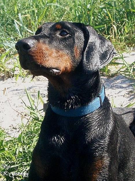 Dobermann (Genning's Excalibur)Nero - Nero billede 7