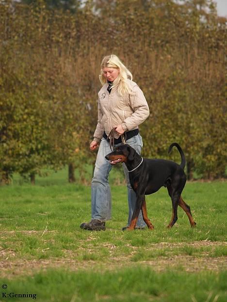 Dobermann (Genning's Excalibur)Nero - *NYT 20/10-06* Nero til lydigheds træning billede 8