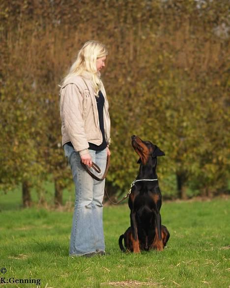 Dobermann (Genning's Excalibur)Nero - Dygtig Nero! billede 11