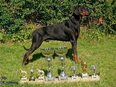 Dobermann (Genning's Excalibur)Nero - Nero og hans pokaler billede 12