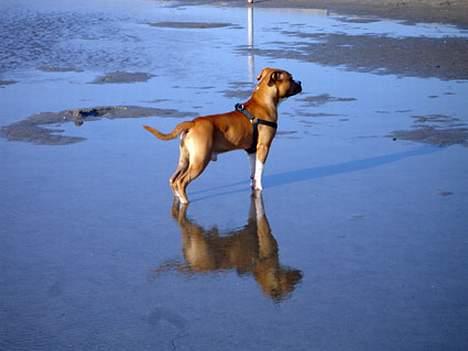 Amerikansk staffordshire terrier Hector - Man er vel lidt lækker!!! billede 10