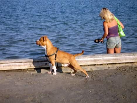 Amerikansk staffordshire terrier Hector - Strandløven Hector! billede 11