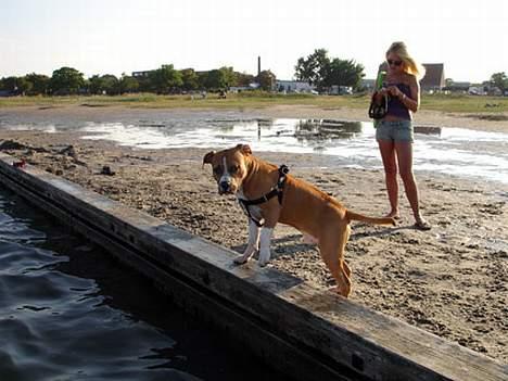 Amerikansk staffordshire terrier Hector - Det ser nu lidt koldt ud! billede 12