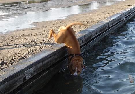 Amerikansk staffordshire terrier Hector - Så skidt put da.... Hovedspring!!! billede 13