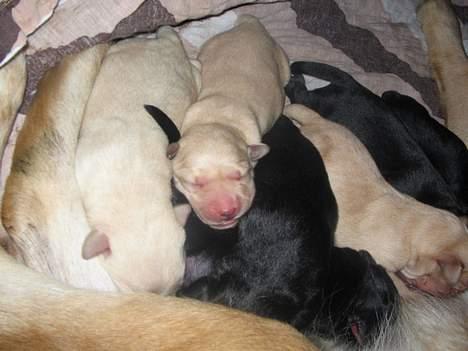 Labrador retriever Putte - se mine nyfødte hvalpe billede 16