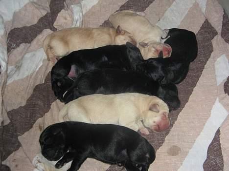 Labrador retriever Putte - de er bare så søde billede 17