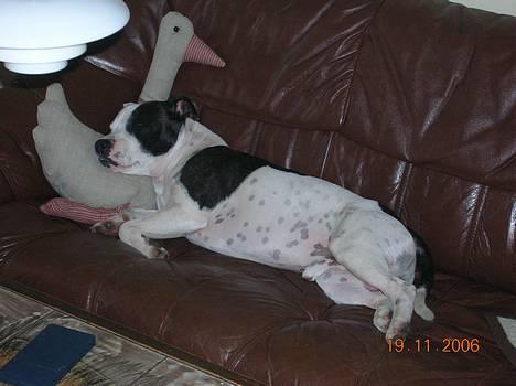 Staffordshire bull terrier TAICO PIRÉZ billede 7