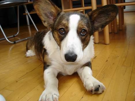 Welsh corgi cardigan Faarup Xray - Jeg har kæmpemæssige ører - er stolt af det d: ..........taget d.20 oktober 05 billede 5