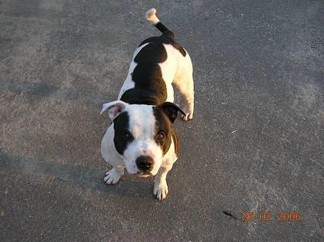 Staffordshire bull terrier TAICO PIRÉZ billede 10