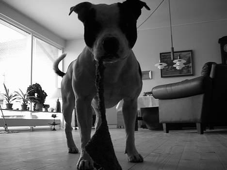 Staffordshire bull terrier TAICO PIRÉZ billede 11