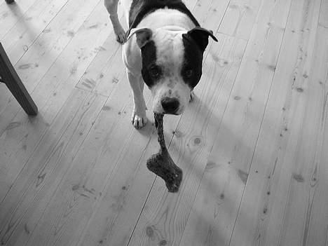 Staffordshire bull terrier TAICO PIRÉZ billede 12