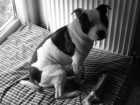 Staffordshire bull terrier TAICO PIRÉZ billede 13