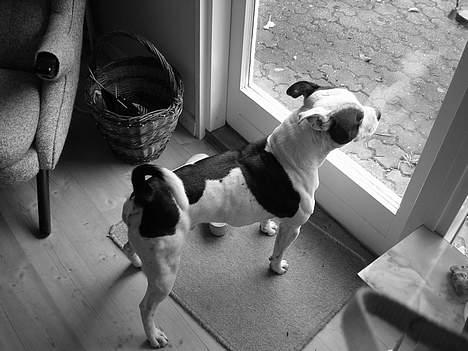 Staffordshire bull terrier TAICO PIRÉZ billede 14