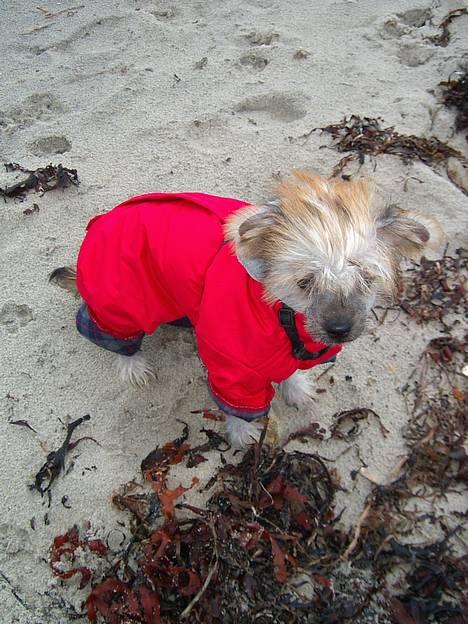 Blanding af racer Carlo - på stranden billede 15