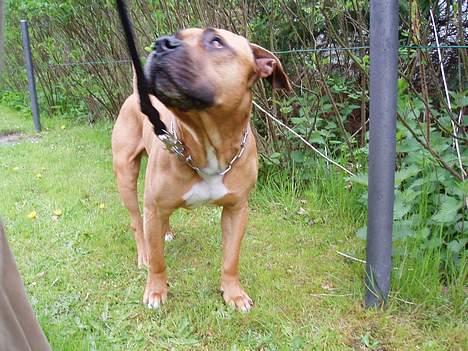 Amerikansk staffordshire terrier carlson - trækker jeg siger du??!! billede 5