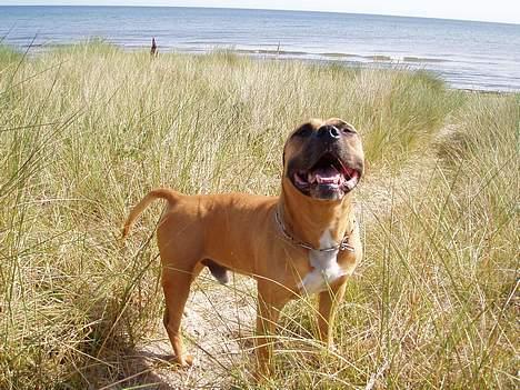 Amerikansk staffordshire terrier carlson - what a face!!! billede 6