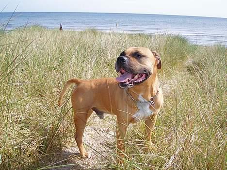 Amerikansk staffordshire terrier carlson - puuhh, her er varmt, tror snart jeg hopper i igen. . . billede 7