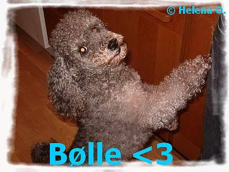 Mellempuddel Bølle - Bølle står lige og kigger op på sin mor : ) billede 1