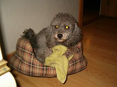 Mellempuddel Bølle - Bølle skal til at sove. hehe billede 2