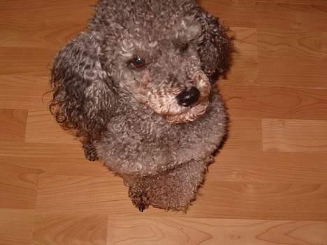 Mellempuddel Bølle - Se hvor pænt jeg sidder billede 3