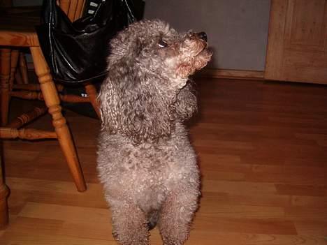 Mellempuddel Bølle - Hvad er det de laver billede 4