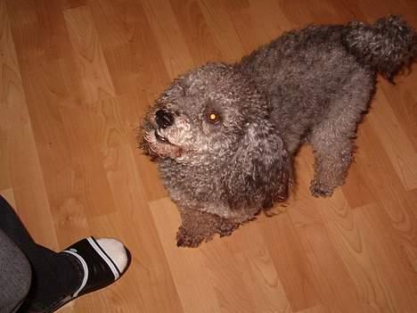 Mellempuddel Bølle - Hej hej mor.... : ) billede 5