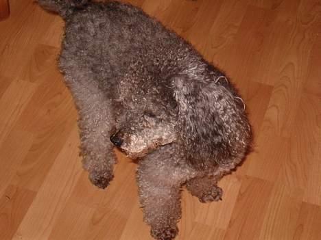 Mellempuddel Bølle - Hvad er det nu Fiffi laver.  billede 6