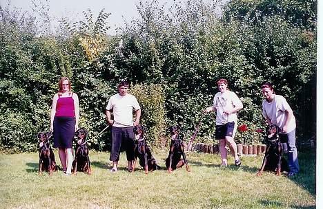 Dobermann (Genning's Excalibur)Nero - Dette er Nero og 4 andre fra hans kuld, Genning´s Ebony(Shiba), Elias(Jinkis), Ebos(Yubari), Echo(Sultan) og Excalibur(Nero) billede 13