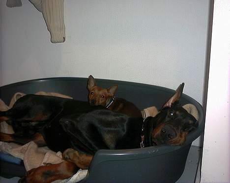 Dobermann Cobra - Hvorfor skal jeg altid vækkes når jeg tager mig en lur.. billede 8