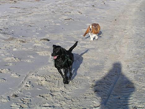 Labrador retriever Cora billede 4