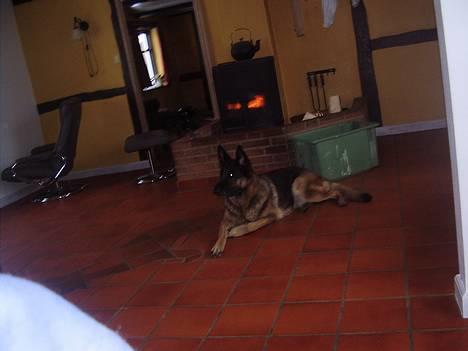 Schæferhund Freja  - såå fin freja  billede 5