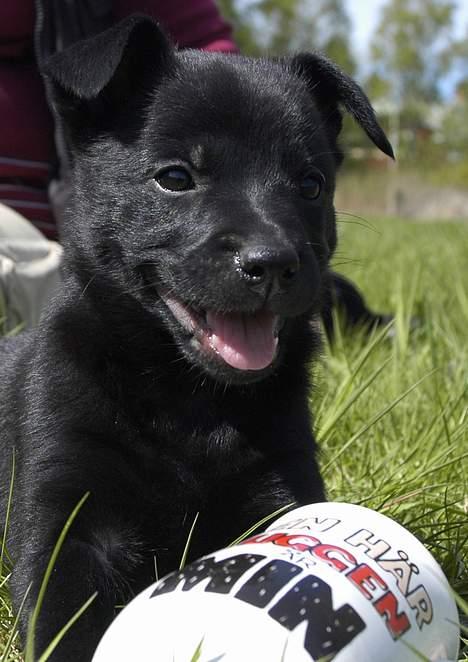 Australsk kelpie Ginny - er jeg ikke bare kær? (6 uger gammel) billede 9