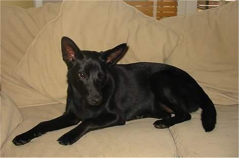 Australsk kelpie Ginny - 6 mdr & 1 uge er jeg nu... billede 10