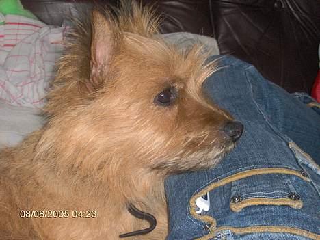 Blanding af racer makker - makker kigger efter sin mad  billede 2